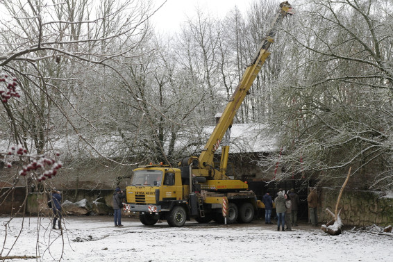Přeprava samice nosorožce bílého do dvorské zoo